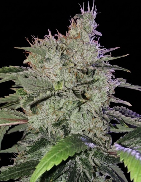 Semillas Chem Funk R1 (Ethos Genetics) 🌿 Alta producción
