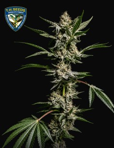 FireGum Seeds (T.H. Seeds) 🌿 Exceptional Resin