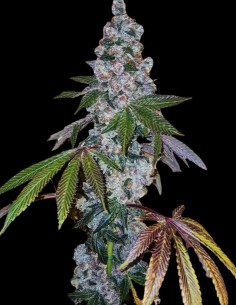 Semillas Cherry Pie OG S1 (Ethos Genetics) 🌿 Alto rendimiento