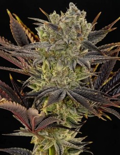 Semillas Citradelic Sunset (Ethos Genetics) 🍋 Enormes cosechas