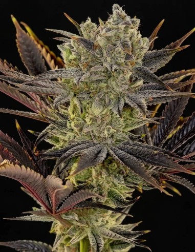 Semillas Citradelic Sunset (Ethos Genetics) 🍋 Enormes cosechas