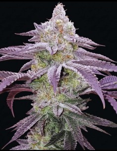 Semillas Colin OG RBX (Ethos Genetics) 🌿 Relajación intensa