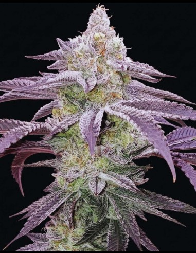 Semillas Colin OG RBX (Ethos Genetics) 🌿 Relajación intensa