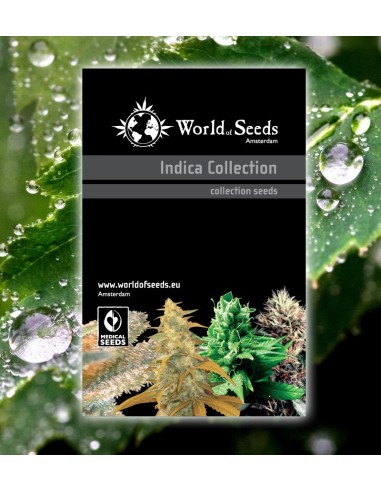 Buy Indica Collection from World of Seeds - Oaseeds