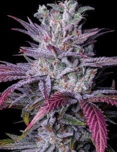 Semi Early Lemon Berry RBX (Ethos Genetics) 🍋 Esplosione agrumata