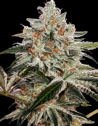 Semillas Ethos Apex R1 (Ethos Genetics) 🌿 Enormes cosechas