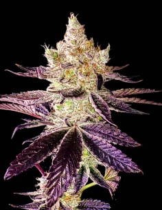 Semillas Ethos Cookies R2 (Ethos Genetics) 🍒 Frutos rojos y gasolina