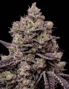 Fanta Sea RBX Seeds (Ethos Genetics) 🍊 Naranja y Gas
