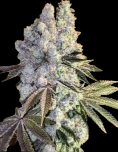 Gen 1 Duet Mix Pack Fast Seeds (Ethos Genetics) 🌿 2-in-1