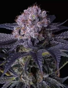 Semillas Grape Balls of Fire RBx (Ethos Genetics) 🔥 Resinosas