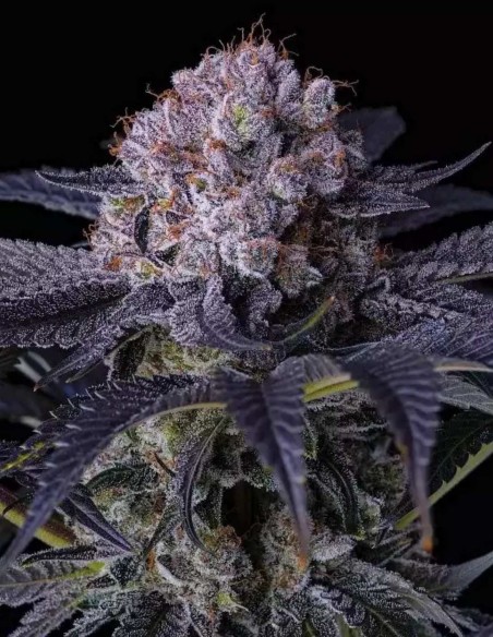 Semillas Grape Balls of Fire RBx (Ethos Genetics) 🔥 Resinosas