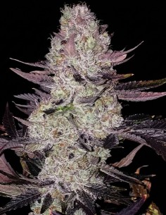 Semillas Grape Diamonds R2 (Ethos Genetics) 🍇 Cosechas enormes