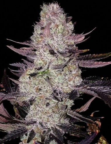 Semillas Grape Diamonds R2 (Ethos Genetics) 🍇 Cosechas enormes