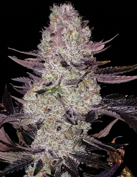 Semillas Grape Diamonds R2 (Ethos Genetics) 🍇 Cosechas enormes
