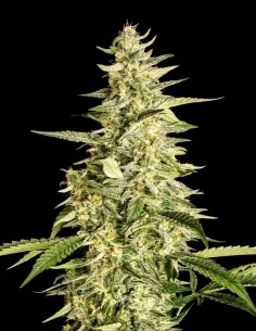 Semillas Inzane Auto (Ethos Genetics) 💥 Fuertes y vigorosas