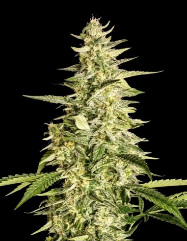 Semillas Inzane Auto (Ethos Genetics) 💥 Fuertes y vigorosas