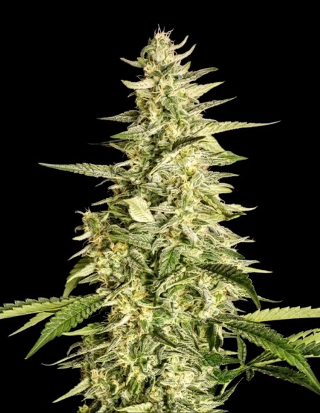 Semillas Inzane Auto (Ethos Genetics) 💥 Fuertes y vigorosas