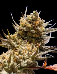 Semillas Lemon Berry Candy OG R2 (Ethos Genetics) 🍋 Euforia intensa