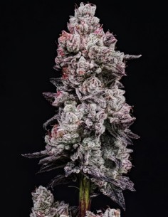 Semillas Lemon Cherry Gelato RF3 Auto (Ethos Genetics) 🍋 Potente