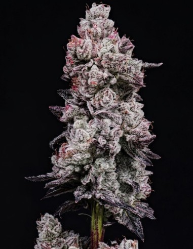 Semillas Lemon Cherry Gelato RF3 Auto (Ethos Genetics) 🍋 Potente
