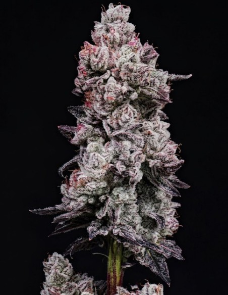 Graines Lemon Cherry Gelato RF3 Auto (Ethos Genetics) 🍋 Intense