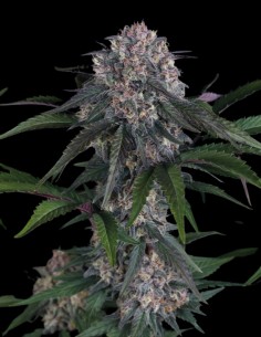 Lemon Cherry Sundae Auto Seeds (FastBuds Seeds) 🍒 28% THC