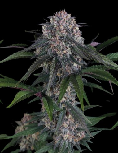 Lemon Cherry Sundae Auto Seeds (FastBuds Seeds) 🍒 28% THC