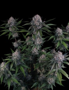 Lemon Cherry Sundae Auto Seeds (FastBuds Seeds) 🍒 28% THC 2