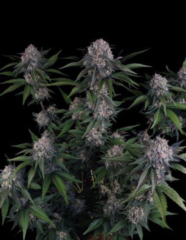 Lemon Cherry Sundae Auto Seeds (FastBuds Seeds) 🍒 28% THC