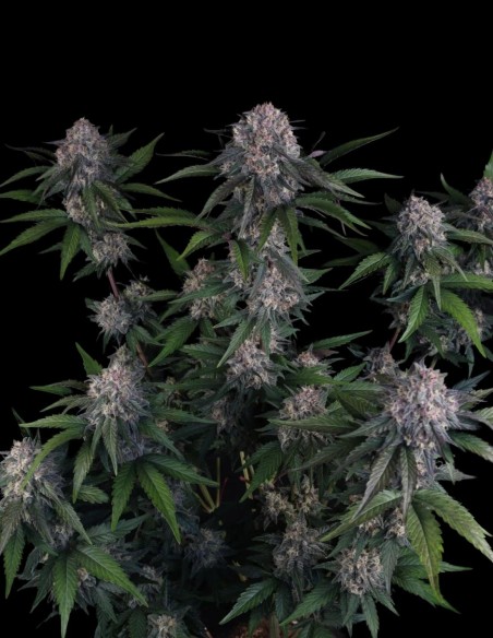 Lemon Cherry Sundae Auto Seeds (FastBuds Seeds) 🍒 28% THC