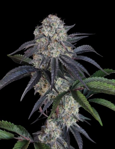 Sundae Frost Auto Seeds (FastBuds Seeds) 🍒 Sweet and Spicy
