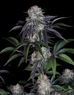 Sundae Frost Auto Seeds (FastBuds Seeds) 🍒 Sweet and Spicy 2