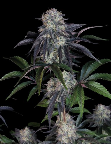 Sundae Frost Auto Seeds (FastBuds Seeds) 🍒 Sweet and Spicy