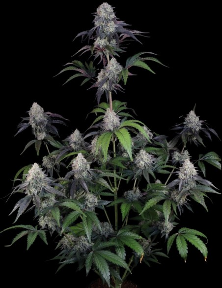 Sundae Frost Auto Seeds (FastBuds Seeds) 🍒 Sweet and Spicy