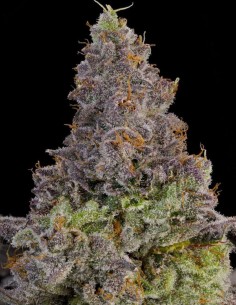 Blue Beluga Seeds (Grounded Genetics) 🏆 Awarded Lineage