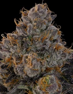 Blue Honey Seeds (Grounded Genetics) 🍯 Resin-Rich Cross