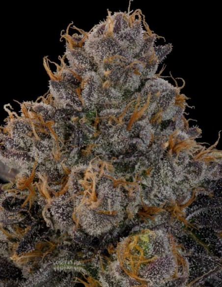 Blue Honey Seeds (Grounded Genetics) 🍯 Resin-Rich Cross