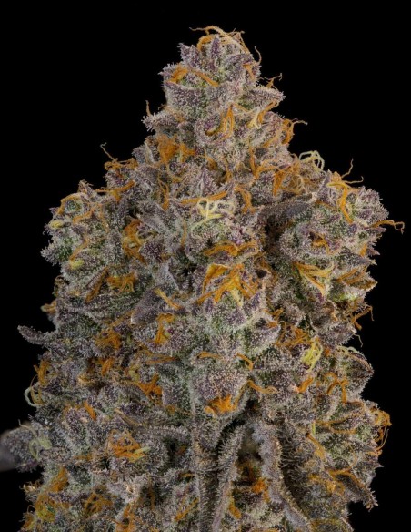 Blue Bacio Seeds (Grounded Genetics) 🌿 Dense Buds