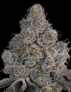 Chrome Sherb Seeds (Grounded Genetics) 🍬 Candy & Fuel