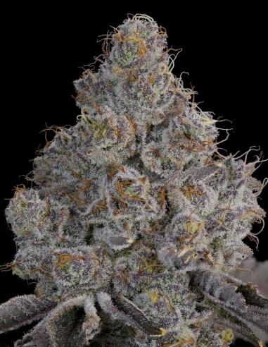 Chrome Sherb Seeds (Grounded Genetics) 🍬 Candy & Fuel