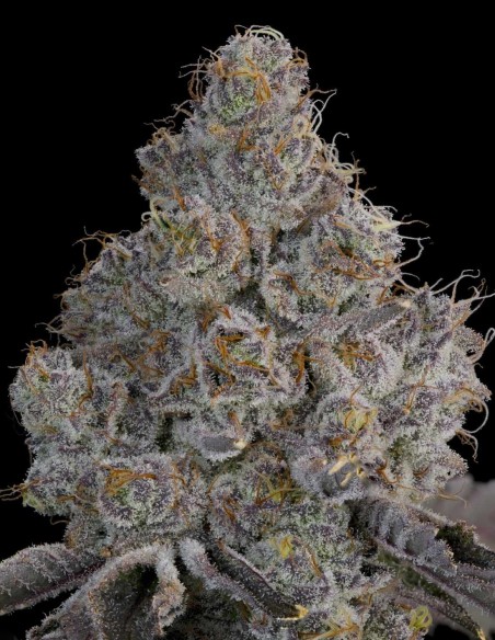 Chrome Sherb Seeds (Grounded Genetics) 🍬 Candy & Fuel