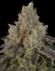 Oz Guava Seeds (Grounded Genetics) 🌴 Tropical Candy