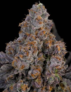 Maracuya Seeds (Grounded Genetics) 🌴 Tropical Terps
