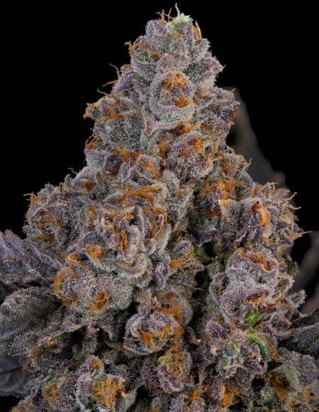 Maracuya Seeds (Grounded Genetics) 🌴 Tropical Terps