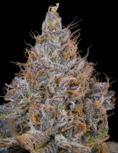 Pink Plumz Seeds (Grounded Genetics) 🌴 Tropical Candy