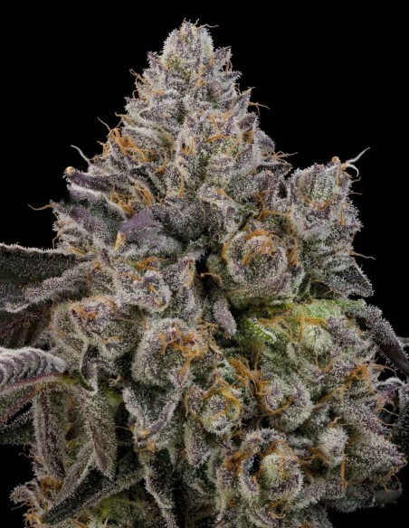 Sour Peachez Seeds (Grounded Genetics) 🍑 Heavy Resin
