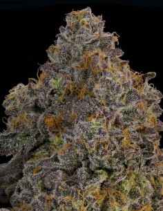 Zaffron Seeds (Grounded Genetics) 🍒 Exotic Fruit Terps