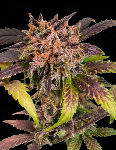 Auto GrapefruitZ Seeds (Dutch Passion Seeds) 🌿 XL Yield