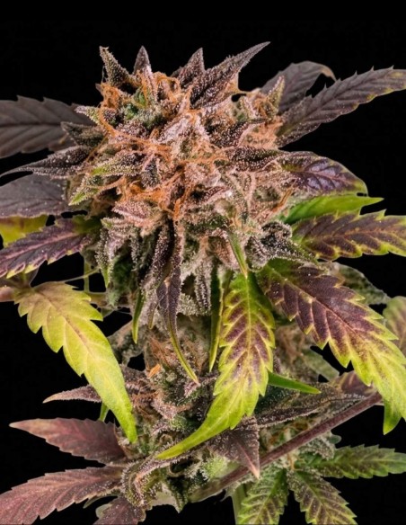 Auto GrapefruitZ Seeds (Dutch Passion Seeds) 🌿 XL Yield