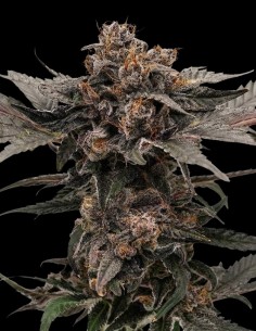 Auto Slush Mint Cake Seeds (Dutch Passion Seeds) 💥 High THC